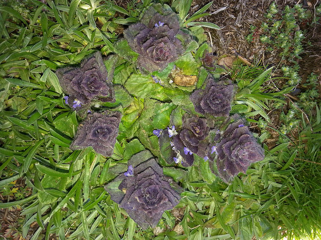 Bugle pyramidale