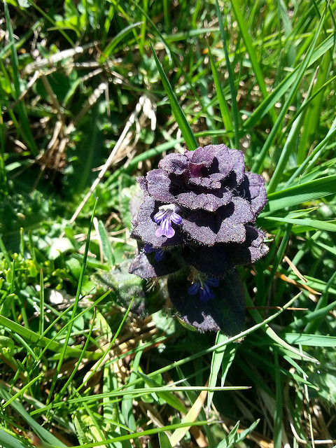 Bugle pyramidale