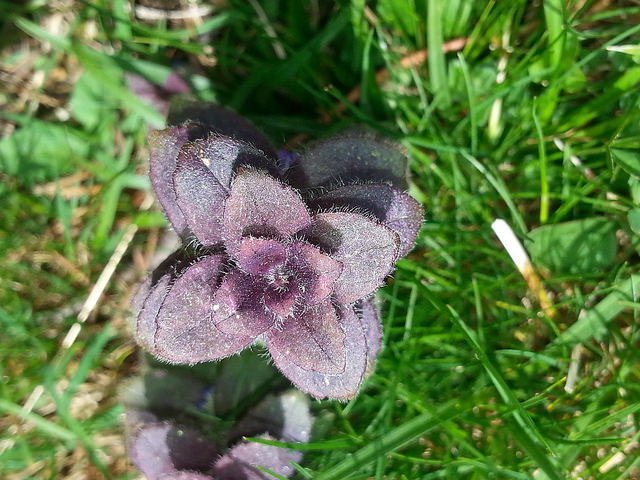Bugle pyramidale