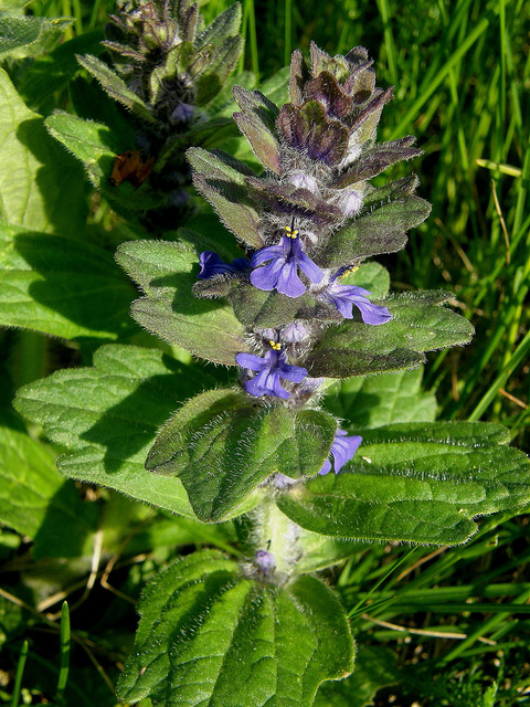 Bugle pyramidale