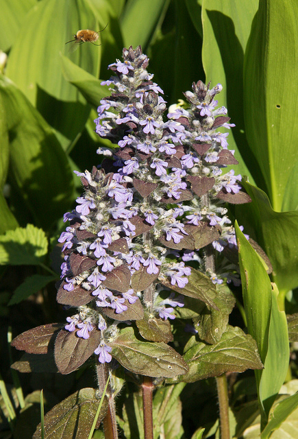 Bugle pyramidale