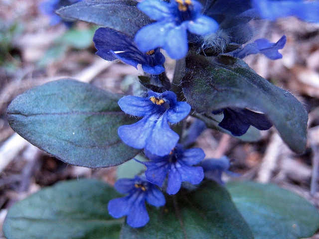 Bugle rampante