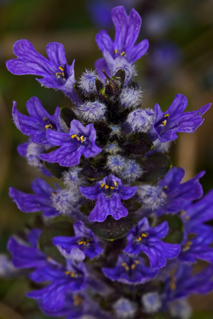Bugle rampante