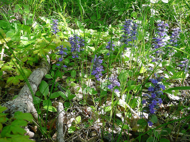 Bugle rampante