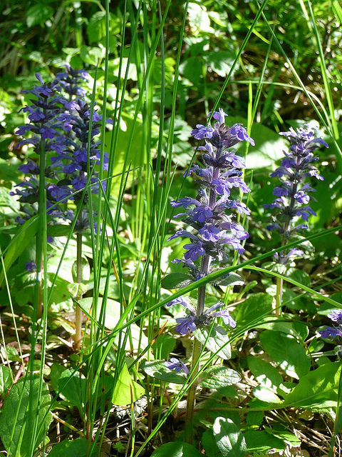 Bugle rampante