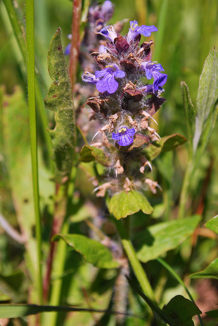 Bugle rampante