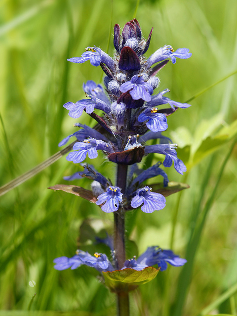Bugle rampante