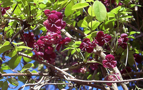 Akébie à cinq feuilles (Akebia quinata)