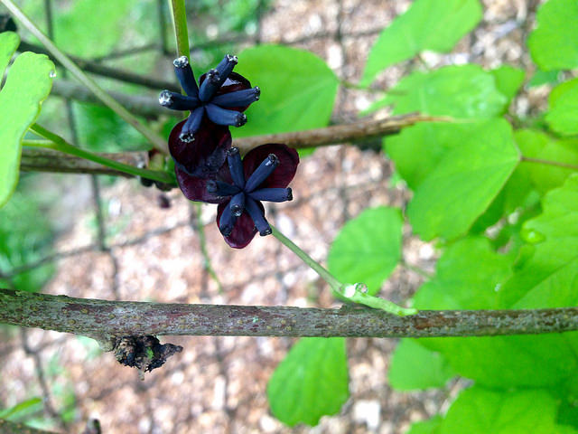 Akebia trifoliata
