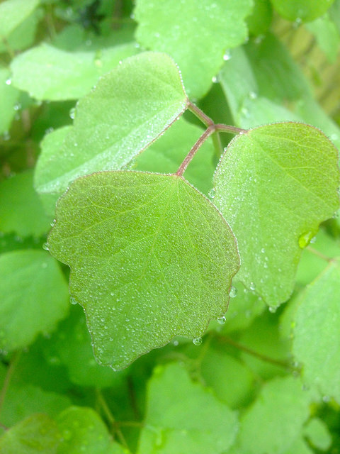 Akebia trifoliata