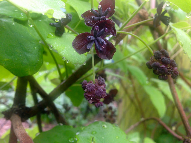 Akebia trifoliata
