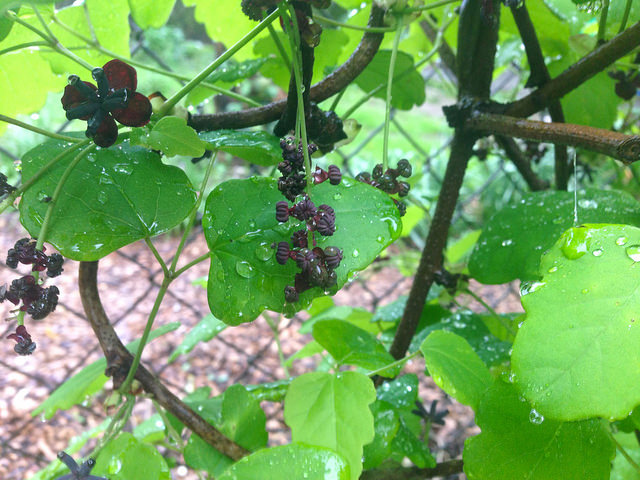 Akebia trifoliata