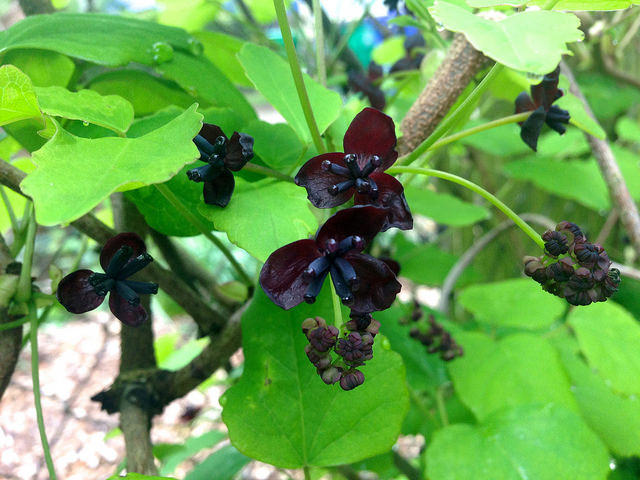 Akebia trifoliata