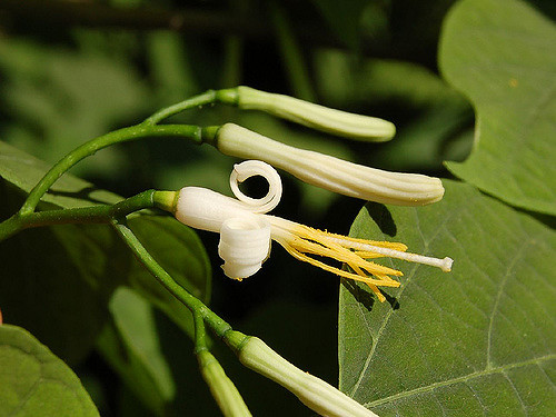 Alangium platanifolium
