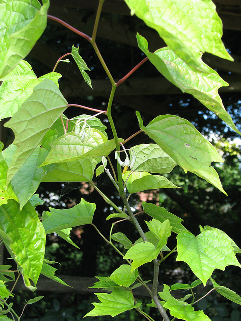 Alangium platanifolium