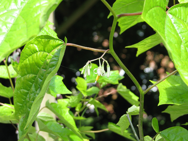 Alangium platanifolium (Alangium platanifolium)
