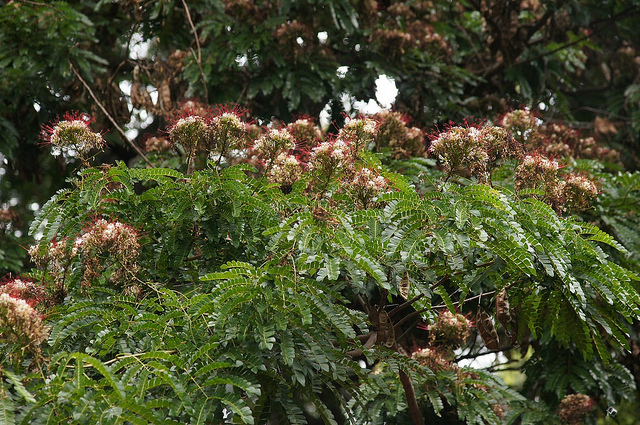 Albizia adianthifolia (Albizia adianthifolia)