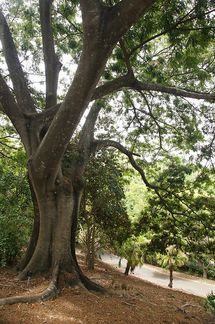 Albizia adianthifolia