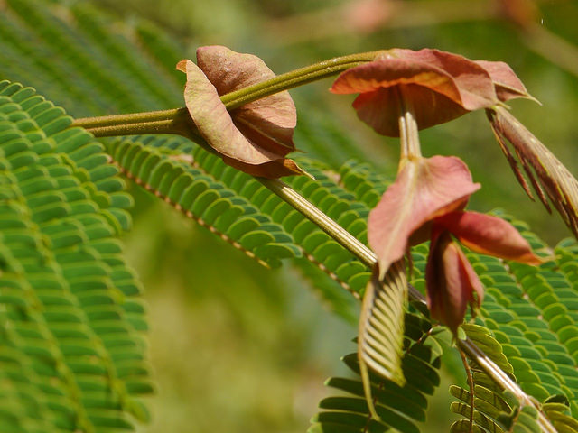 Albizia chinois