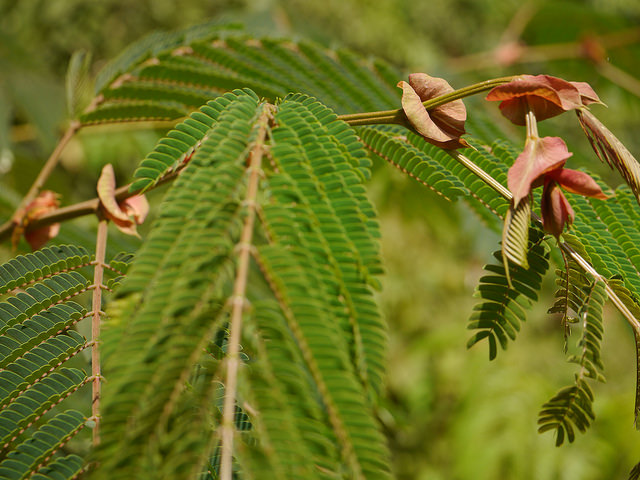Albizia chinois