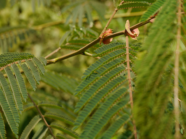 Albizia chinois