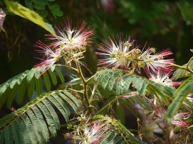 Albizia chinois