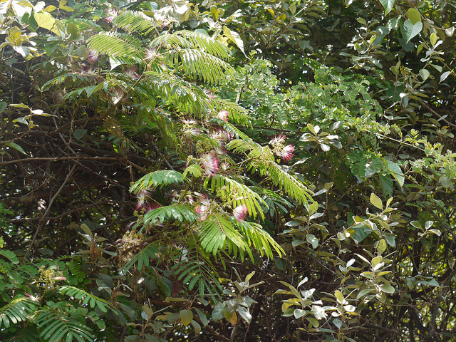 Albizia chinois