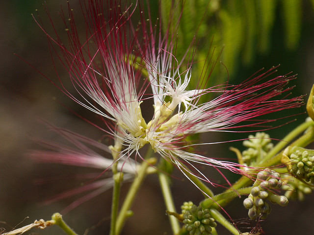 Albizia chinois (Albizia chinensis)