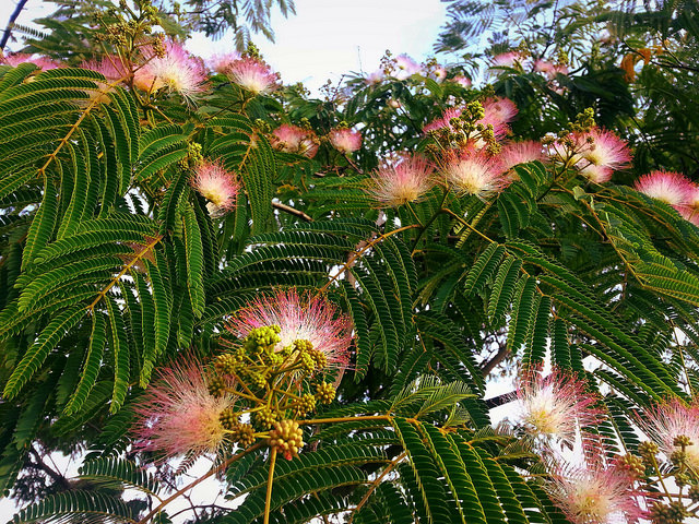 Arbre à soie