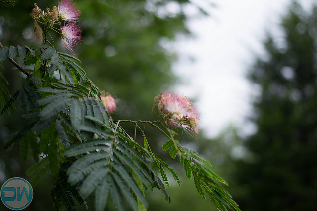 Arbre à soie (Albizia julibrissin)