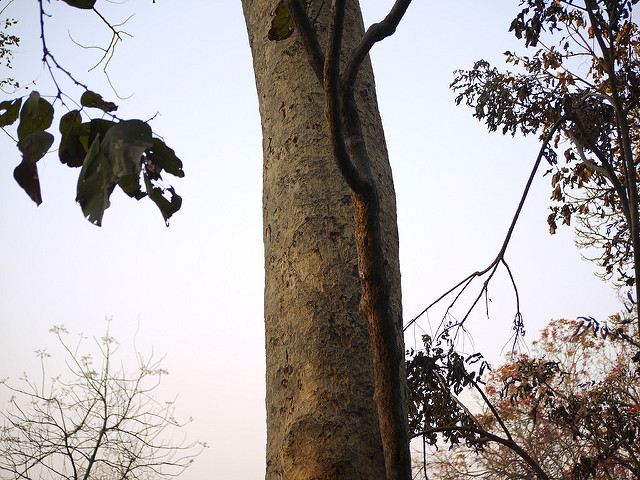 Albizia procera