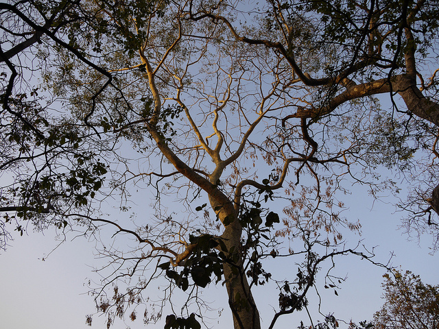 Albizia procera