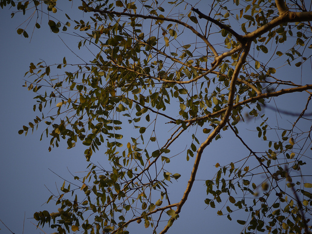 Albizia procera
