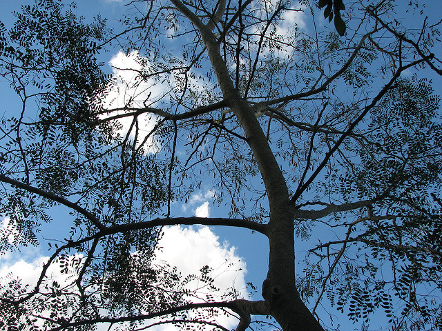 Albizia procera (Albizia procera)
