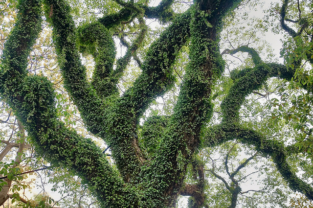 Albizia saman