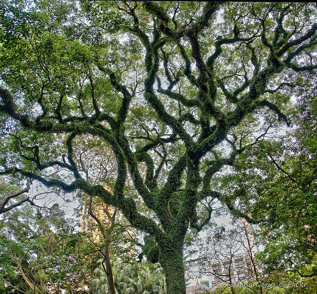 Albizia saman