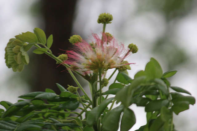 Albizia saman
