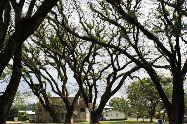 Albizia saman