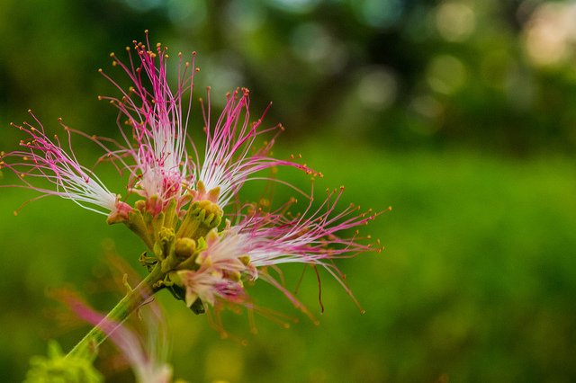 Albizia saman (Albizia saman)