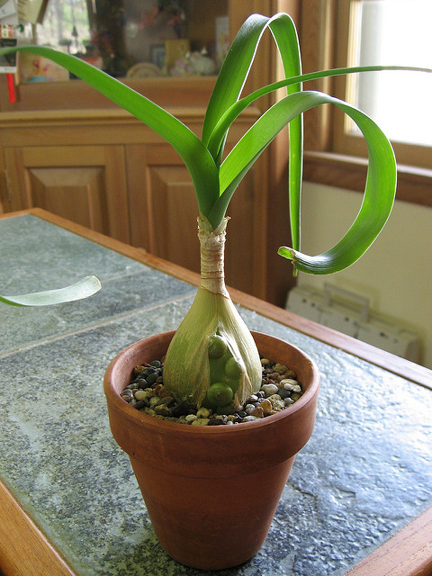 Albuca bracteata