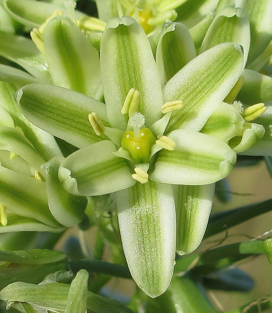 Albuca bracteata