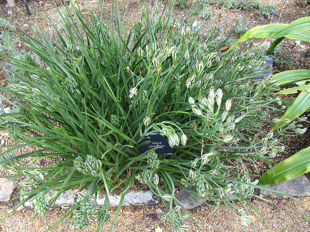 Albuca canadensis (Albuca canadensis)