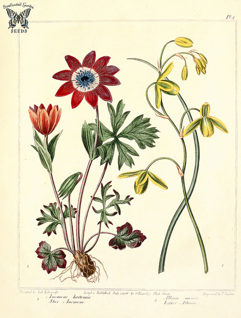 Albuca canadensis
