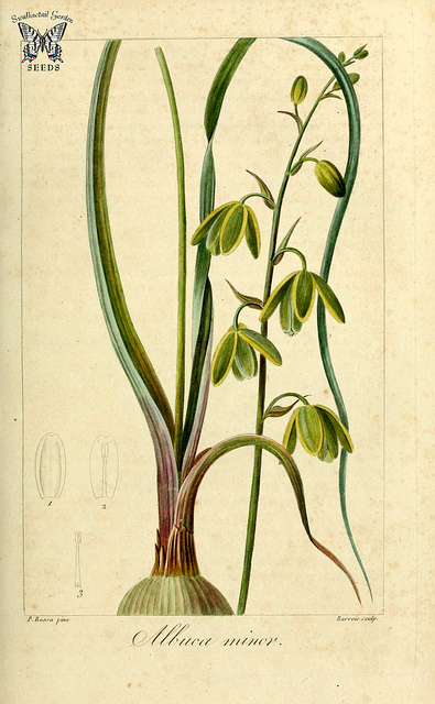 Albuca canadensis