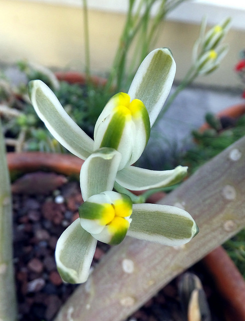 Albuca humilis (Albuca humilis)
