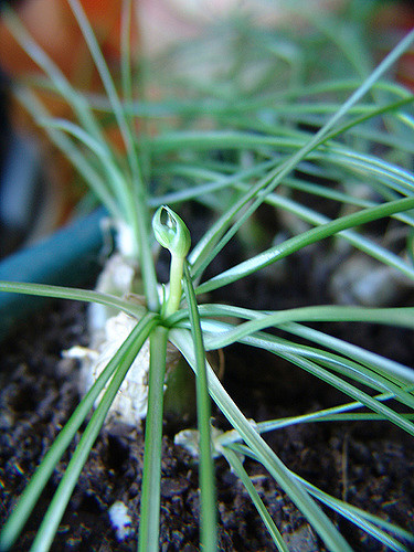 Albuca humilis