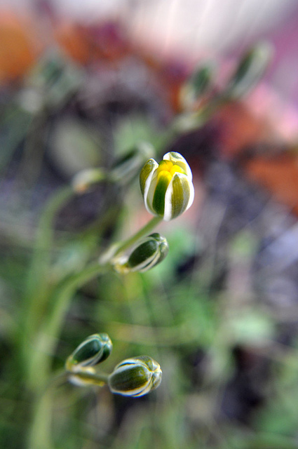 Albuca humilis