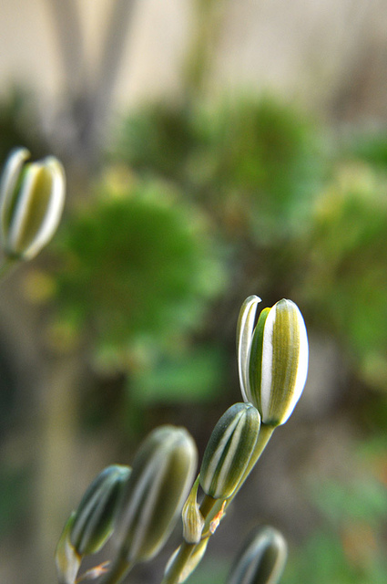 Albuca humilis