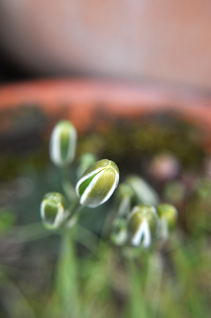 Albuca humilis