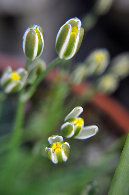 Albuca humilis